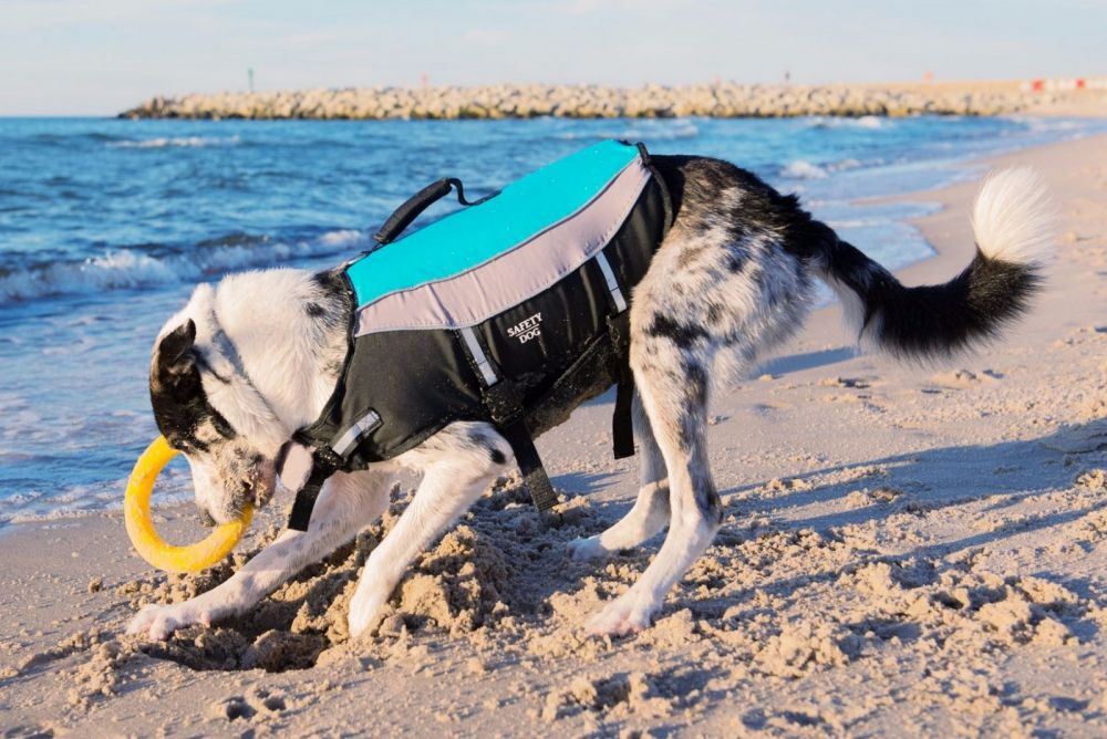 Aquarius Safety Dog  kamizelka asekuracyjna dla psa  S