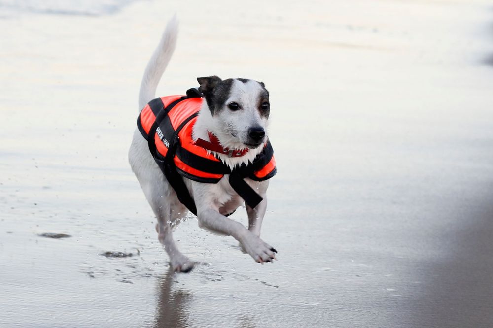 Kamizelka ratunkowa dla psa Aquarius Happy Dog XL