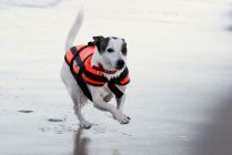 Kamizelka ratunkowa dla psa Aquarius Happy Dog XL